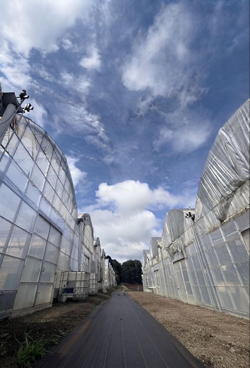 ハウスの間の道と空