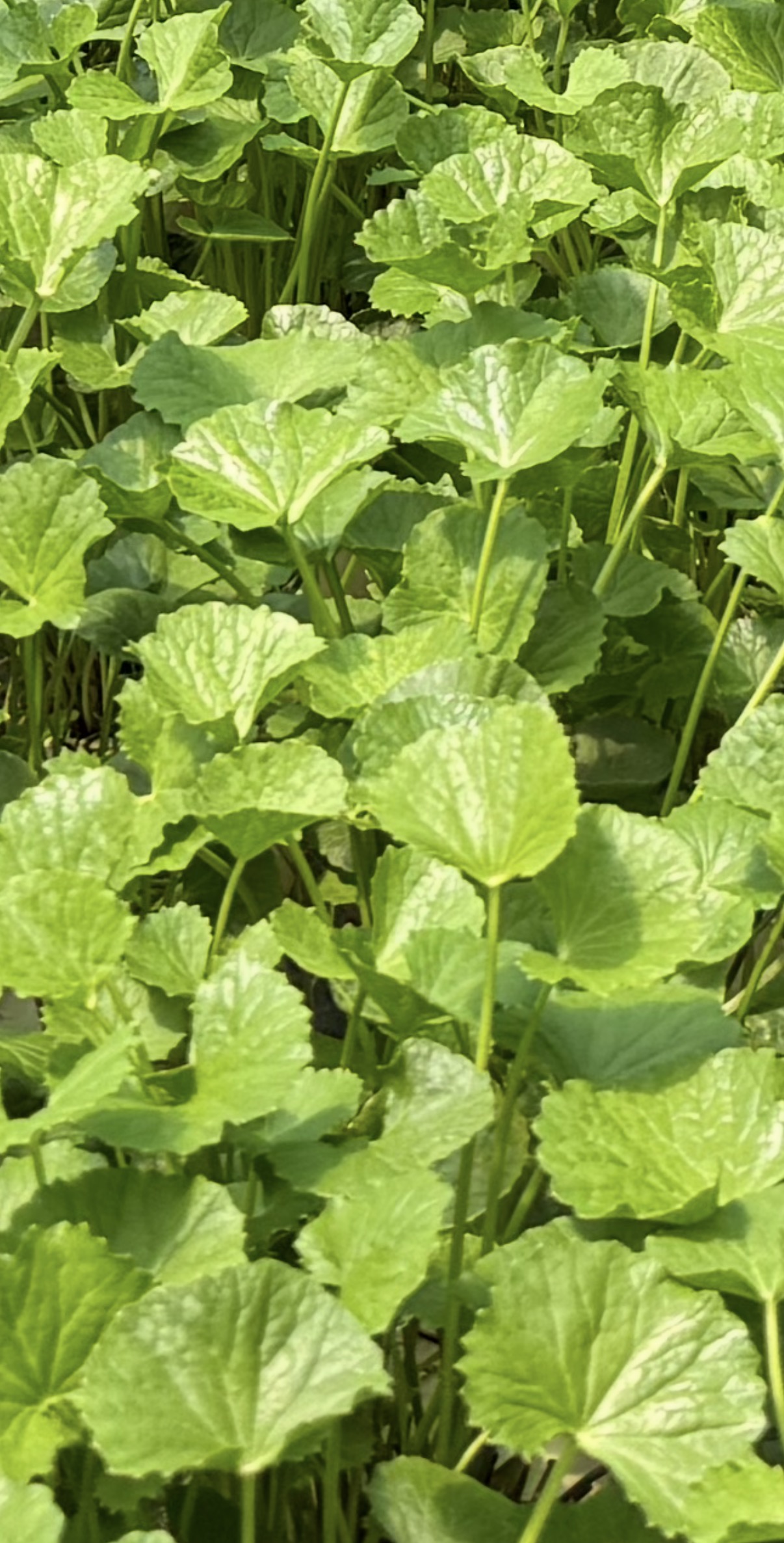 畑で育つ葉物野菜